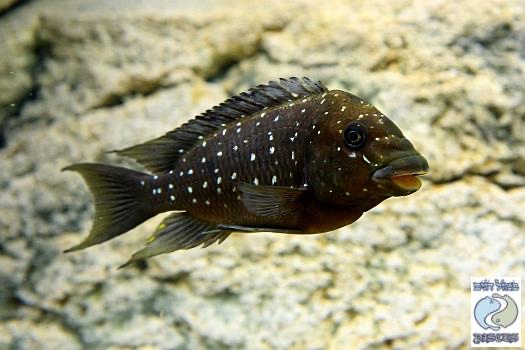Petrochromis trewavasae
